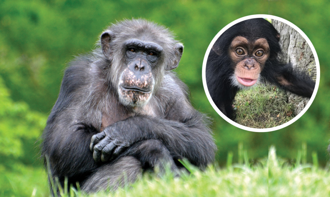 Image of the Detroit Zoo Chimpanzee and the baby she adopted