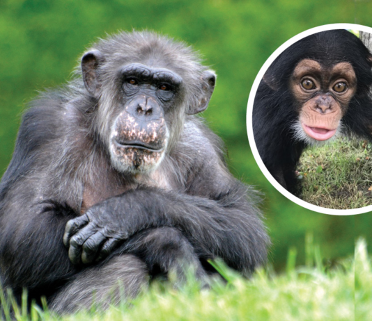 Image of the Detroit Zoo Chimpanzee and the baby she adopted