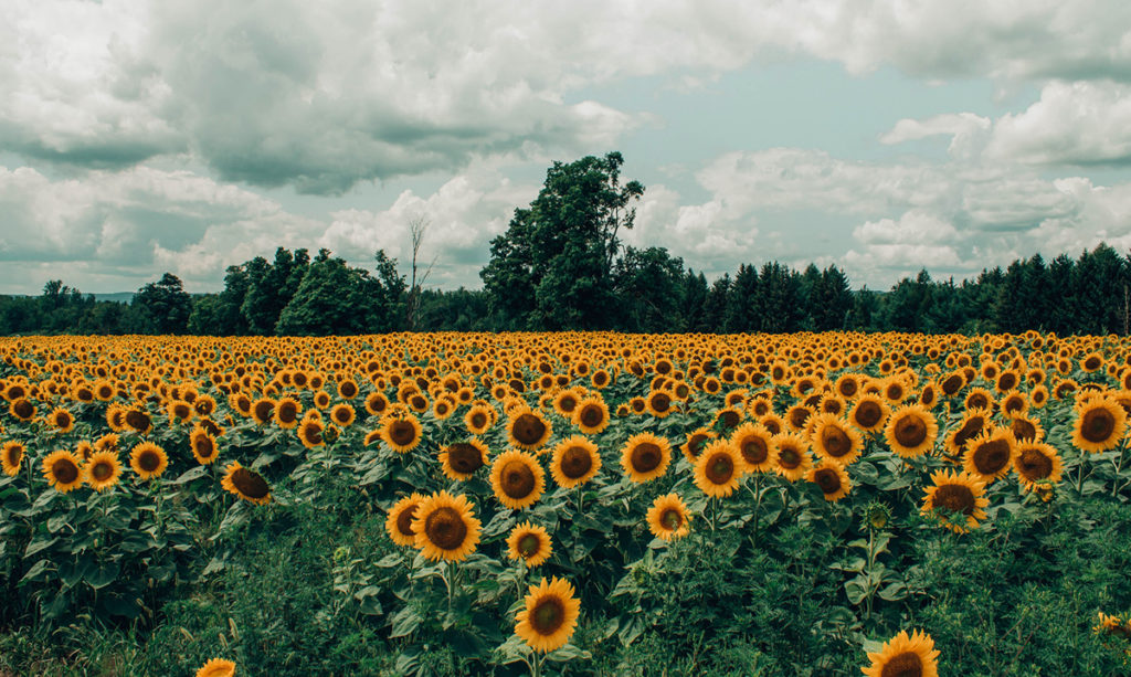 A field of sunflowers