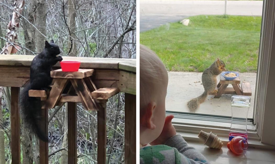 A collage of squirrels using the feeder talbles