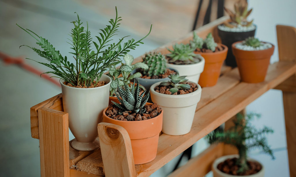 A variety of houseplants on a wooden shelf