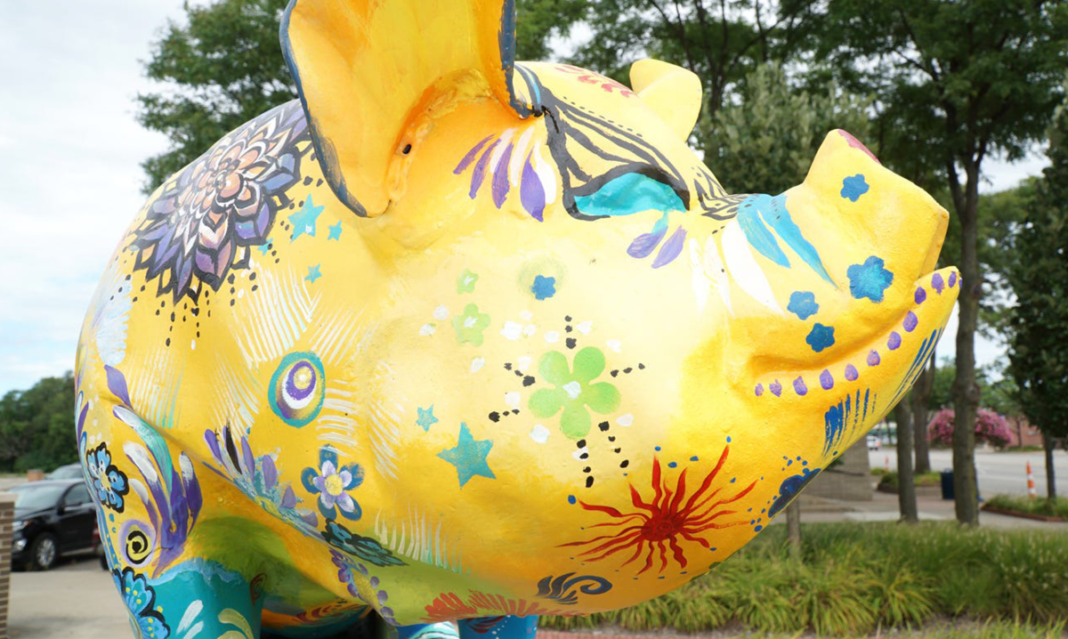 Close-up of Willy the Pig