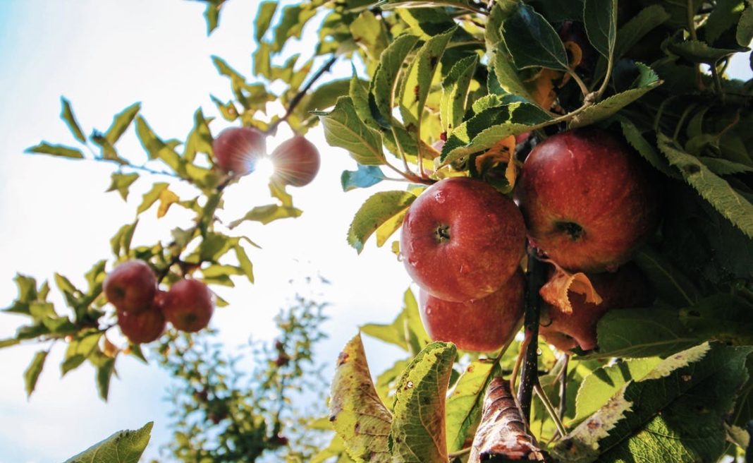 Close-up of an apple on a tree