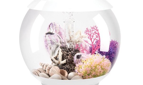 Biorb aquarium on a white background