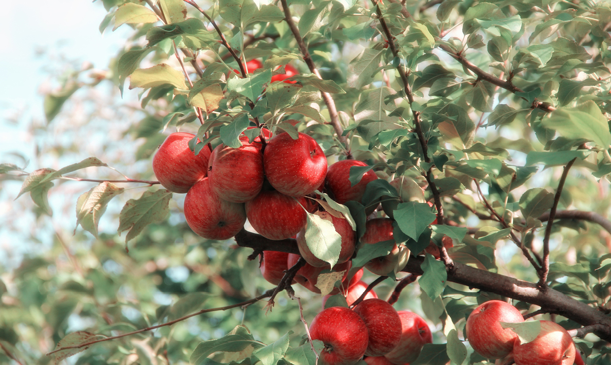 Close-up of apples in a tree