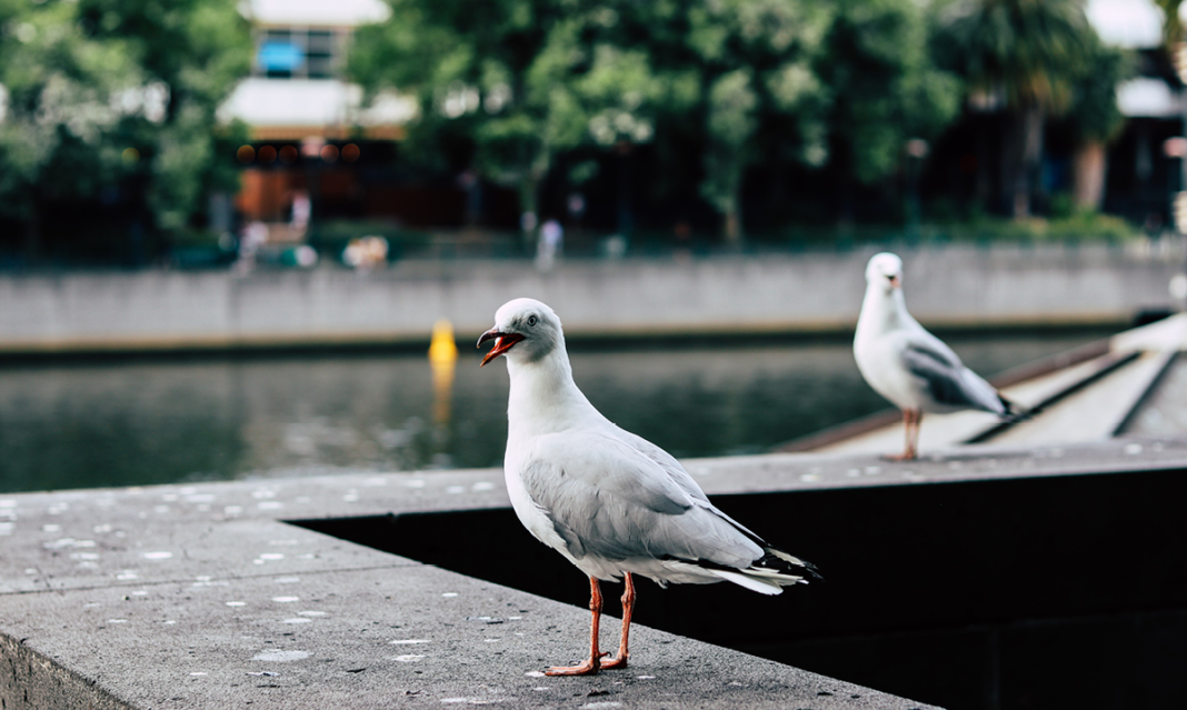Closeup of a seagull sitting on a fountain