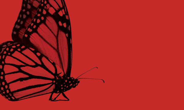 Ways to explore wildlife