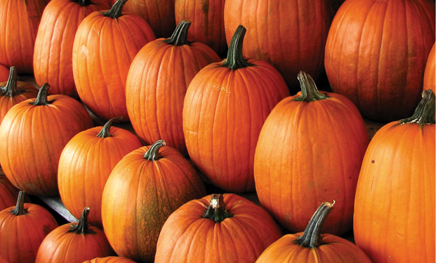 Cider in the City at Beacon Park