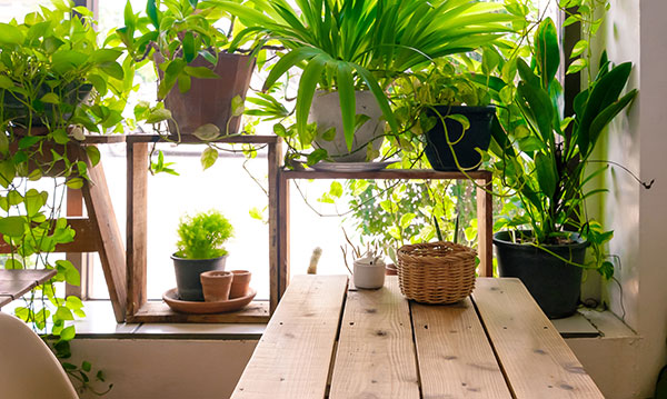 Potted plants on a table in a window