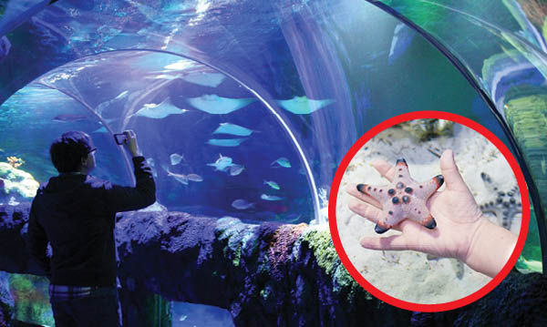 Sea Life Michigan Aquarium