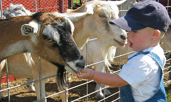 Saline Community Fair