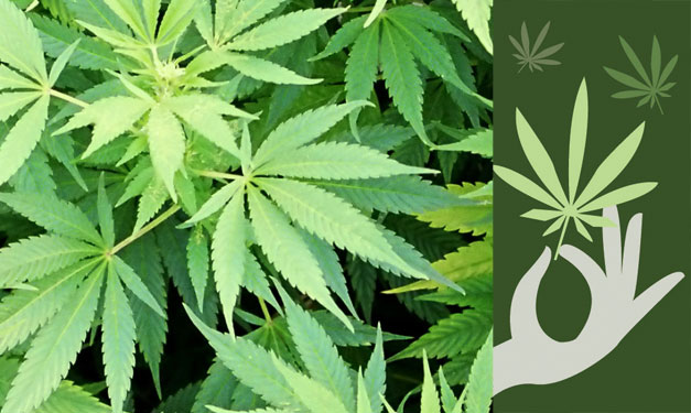 What Parents Should Know About Teenage Marijuana Use