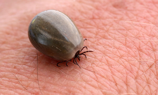 how-to-avoid-tick-bites-istock