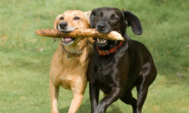 dog-parks-in-metro-detroit-and-ann-arbor-istock