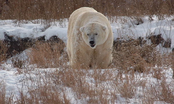 Polar Bear walking through the snow