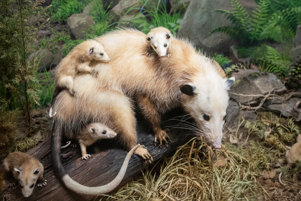 mom-possums