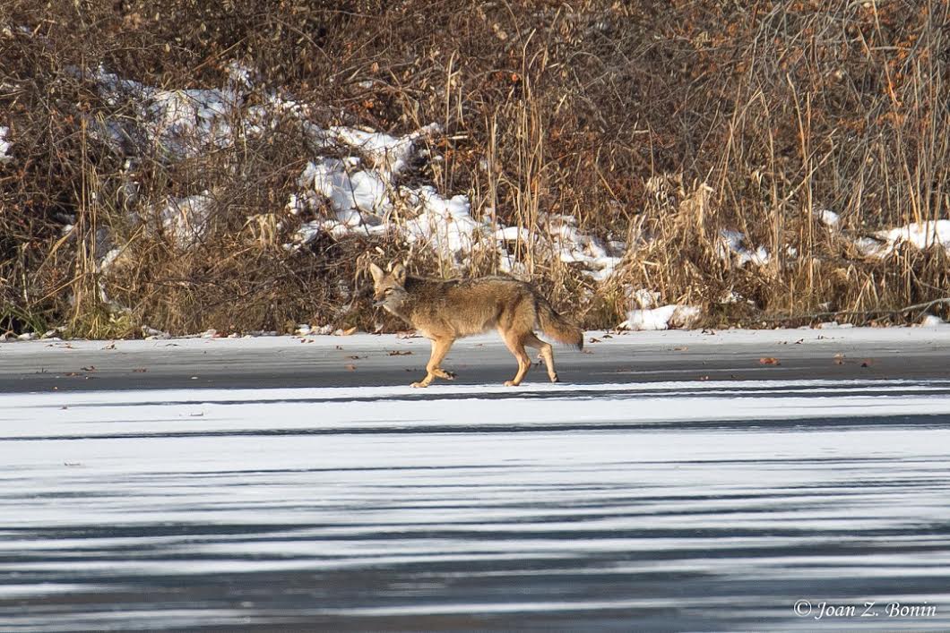 macomb-county-metroparks-during-the-winter