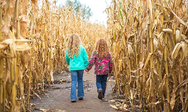 Corn mazes near me detroit