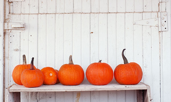 Six pumpkins on a bench on a white background