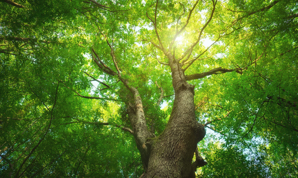 trees-help-sixth-graders-do-better-in-school