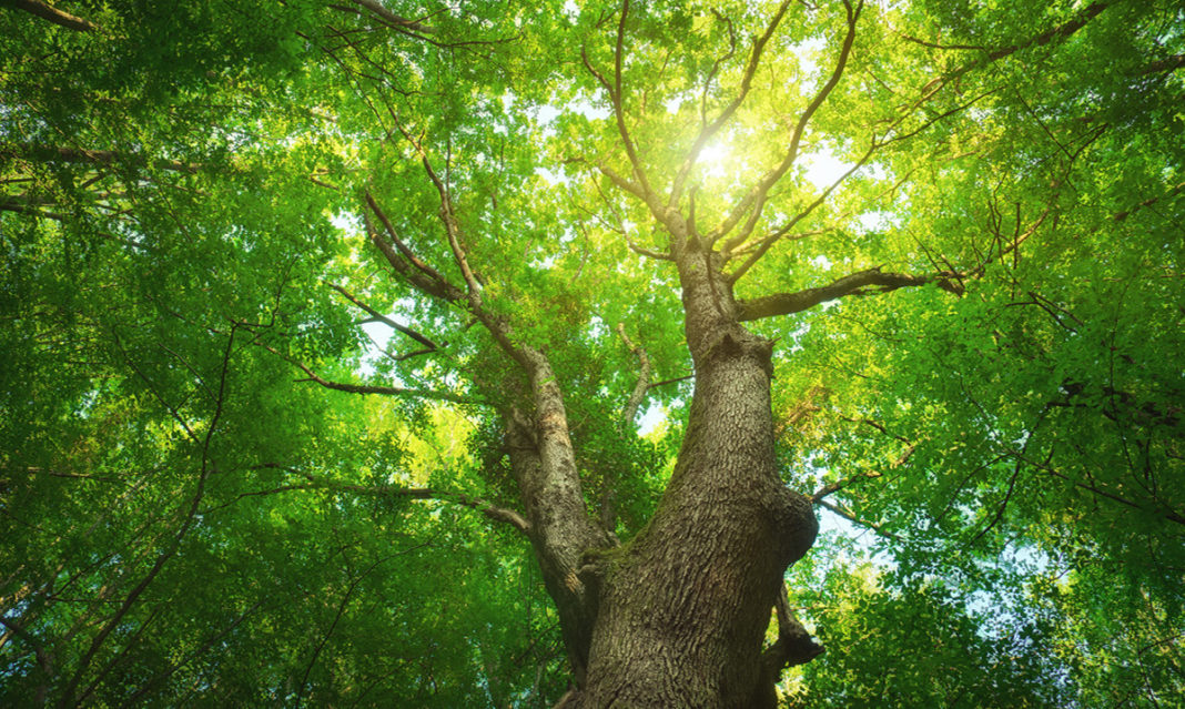 trees-help-sixth-graders-do-better-in-school