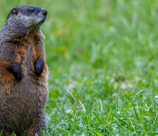 ways-to-celebrate-groundhog-day-at-home-istock