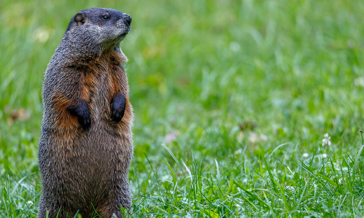 ways-to-celebrate-groundhog-day-at-home-istock
