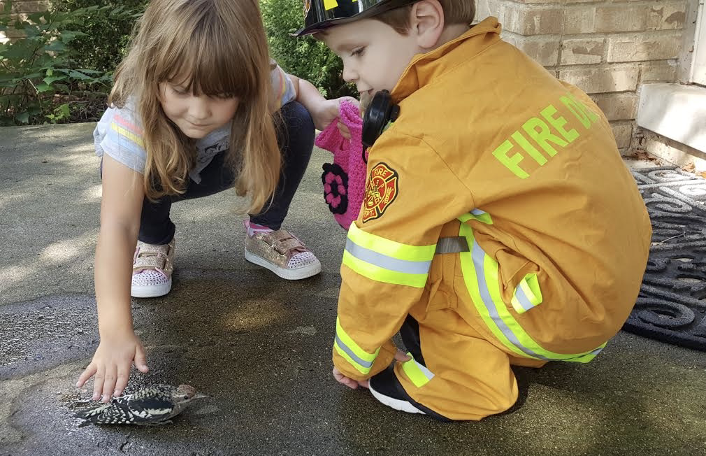birdwatching-in-macomb-county