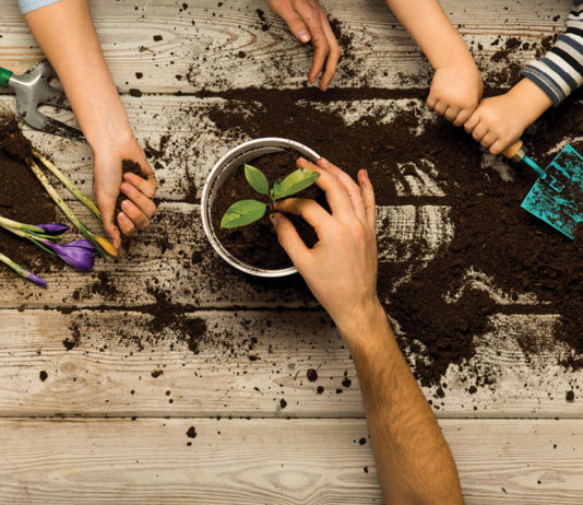 three-plants-kids-can-grow