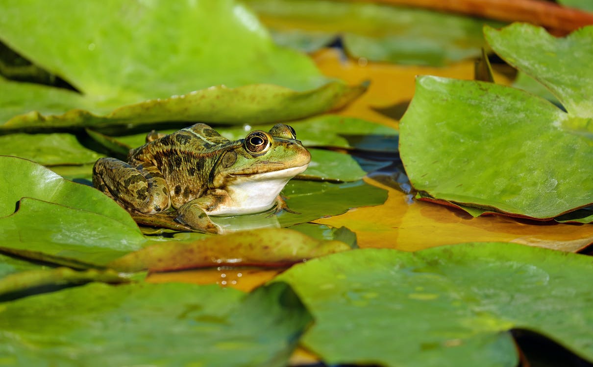 mayor-of-amphibiville-pexels-couleur