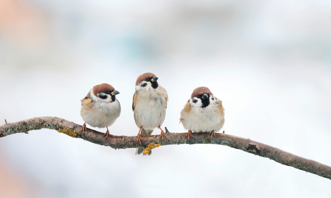 birdwatching-with-kids-credit-nataba