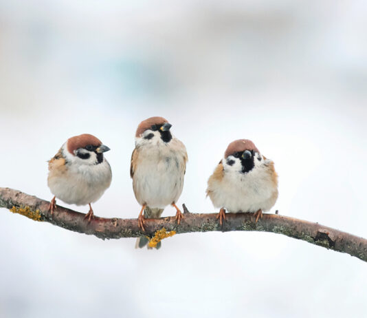 birdwatching-with-kids-credit-nataba