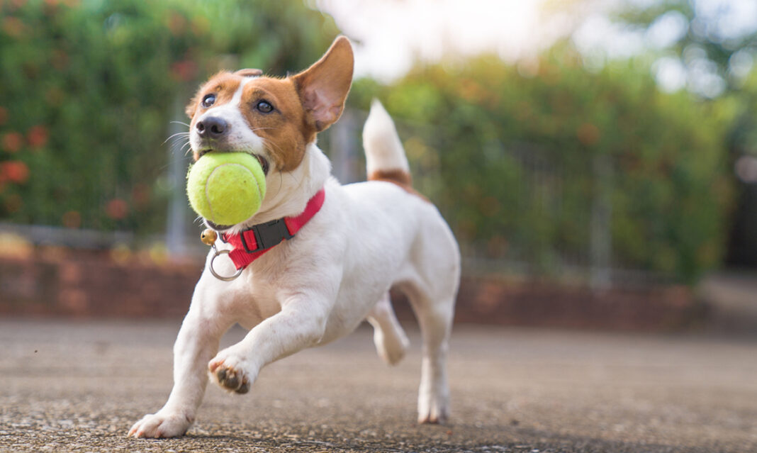 things-to-do-with-dogs-istock-primeimages