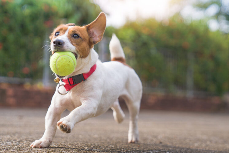 things-to-do-with-dogs-istock-primeimages