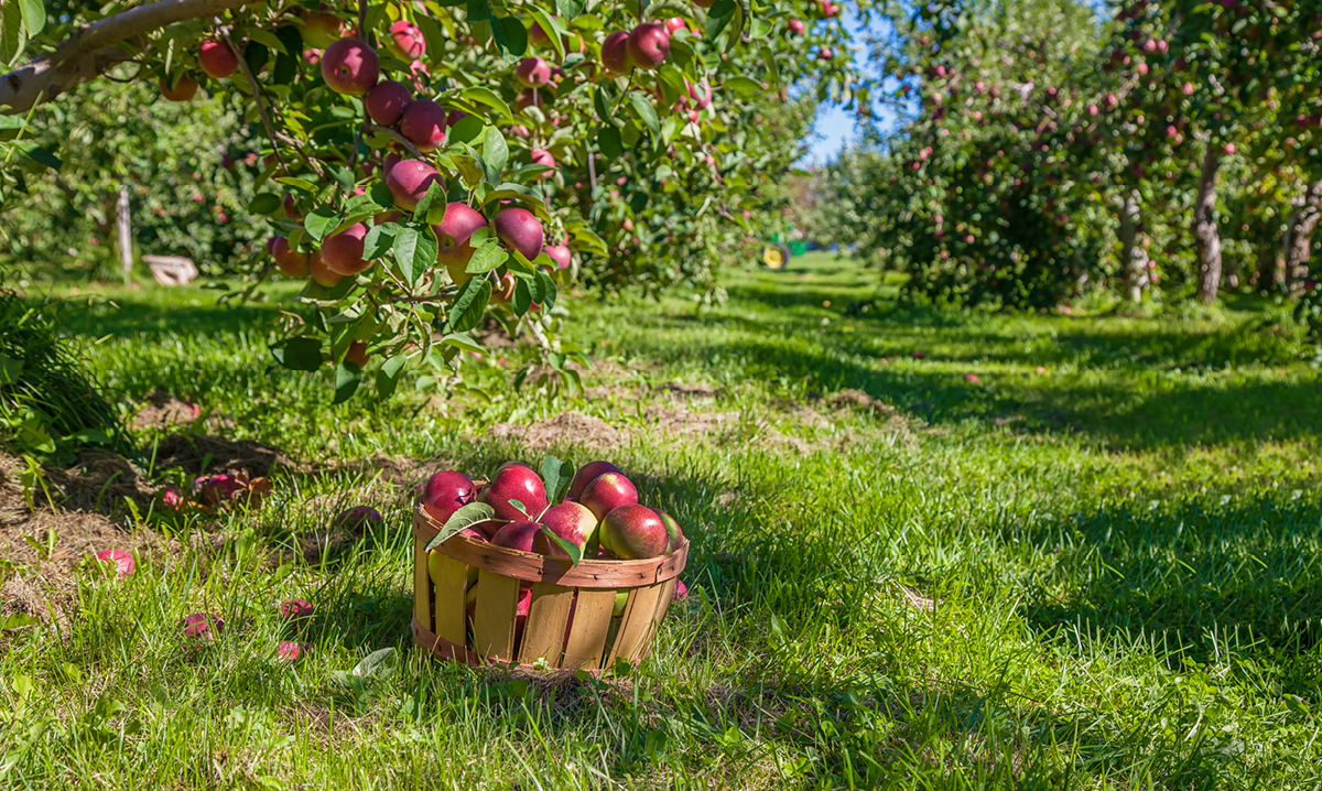 Apple Picking Tips