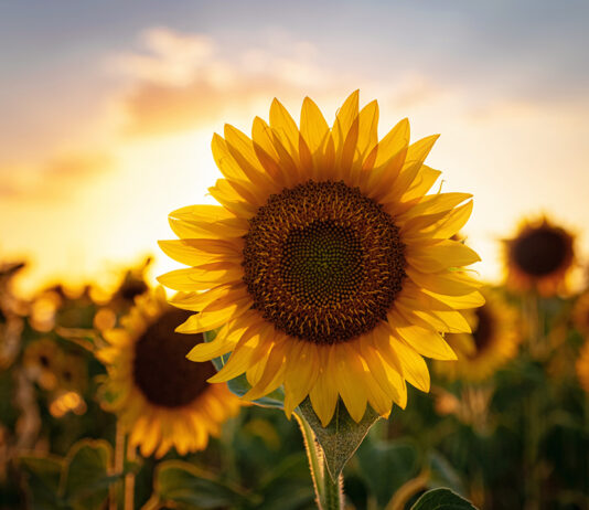 Summer Farm Festival in Chelsea Calendar Sunflower