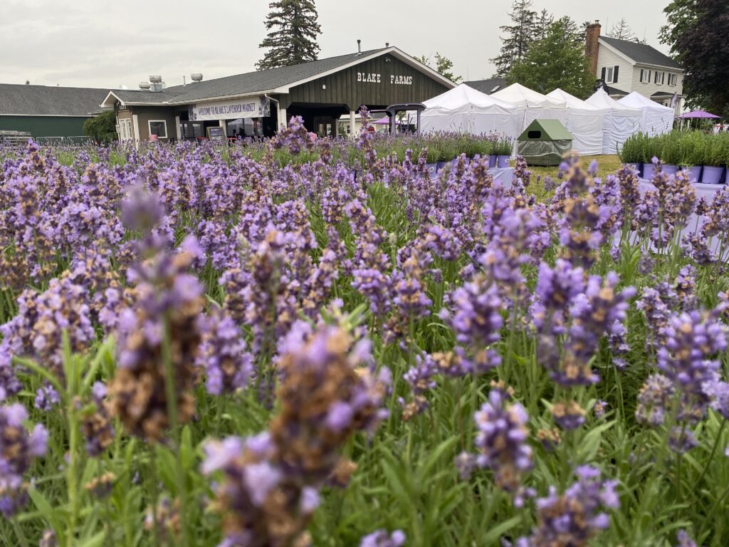 blake farms lavender festival