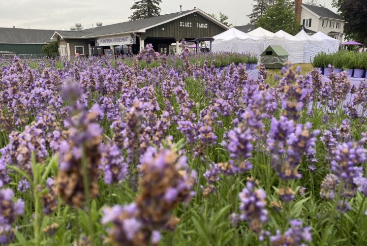 blake farms lavender festival