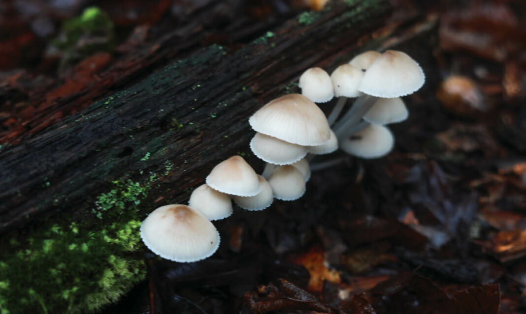 fall-foraging-for-kids