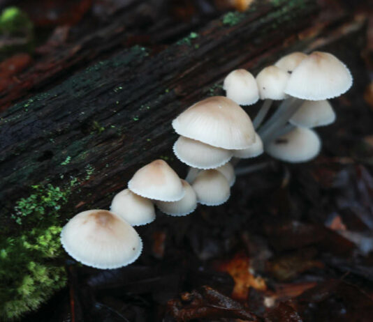 fall-foraging-for-kids