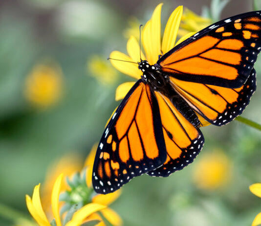 Frightful Fridays, Fly By Night