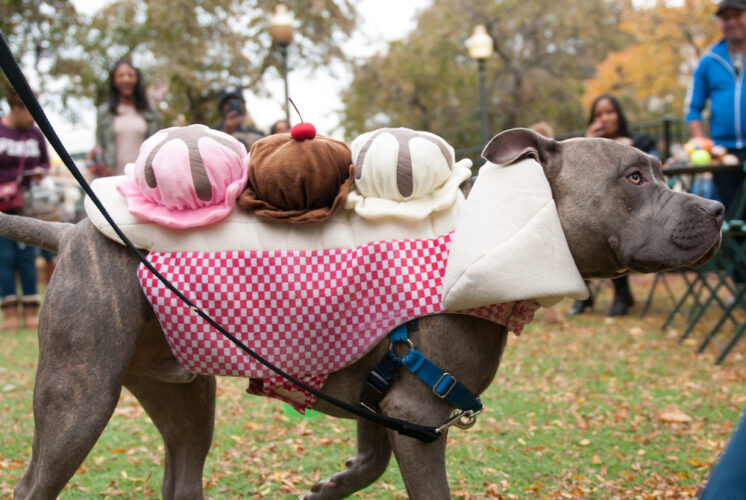 Howl-O-Ween Costume Contest