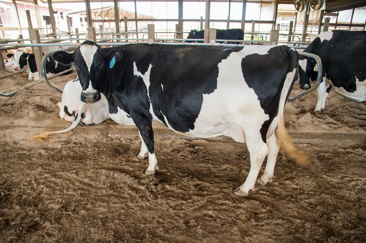dairy-farms-michigan