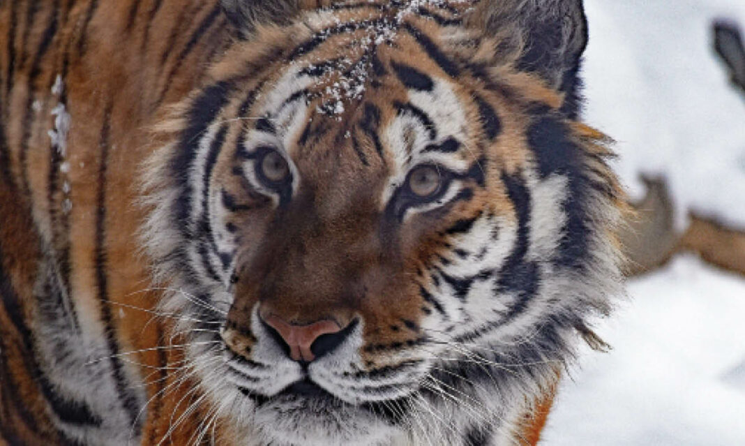 how-to-explore-zoo-winter-photo-credit-detroit-zoo