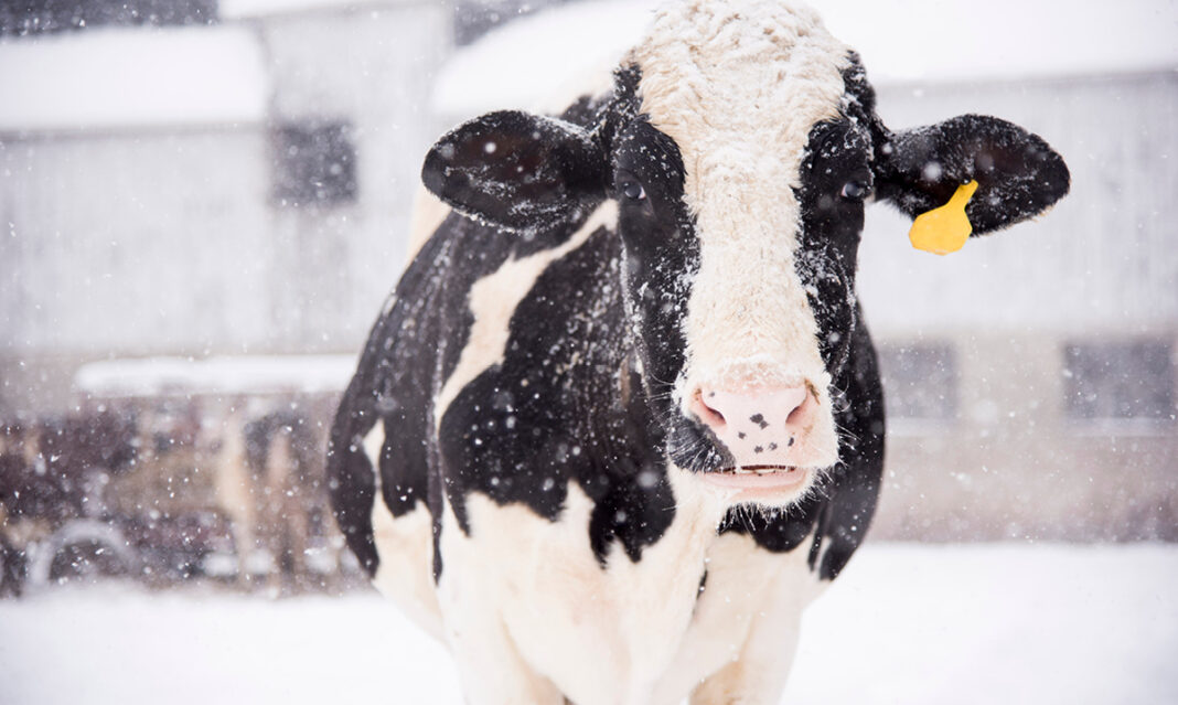 dairy-cows-in-winter-black-and-white-cow-with-snow-falling