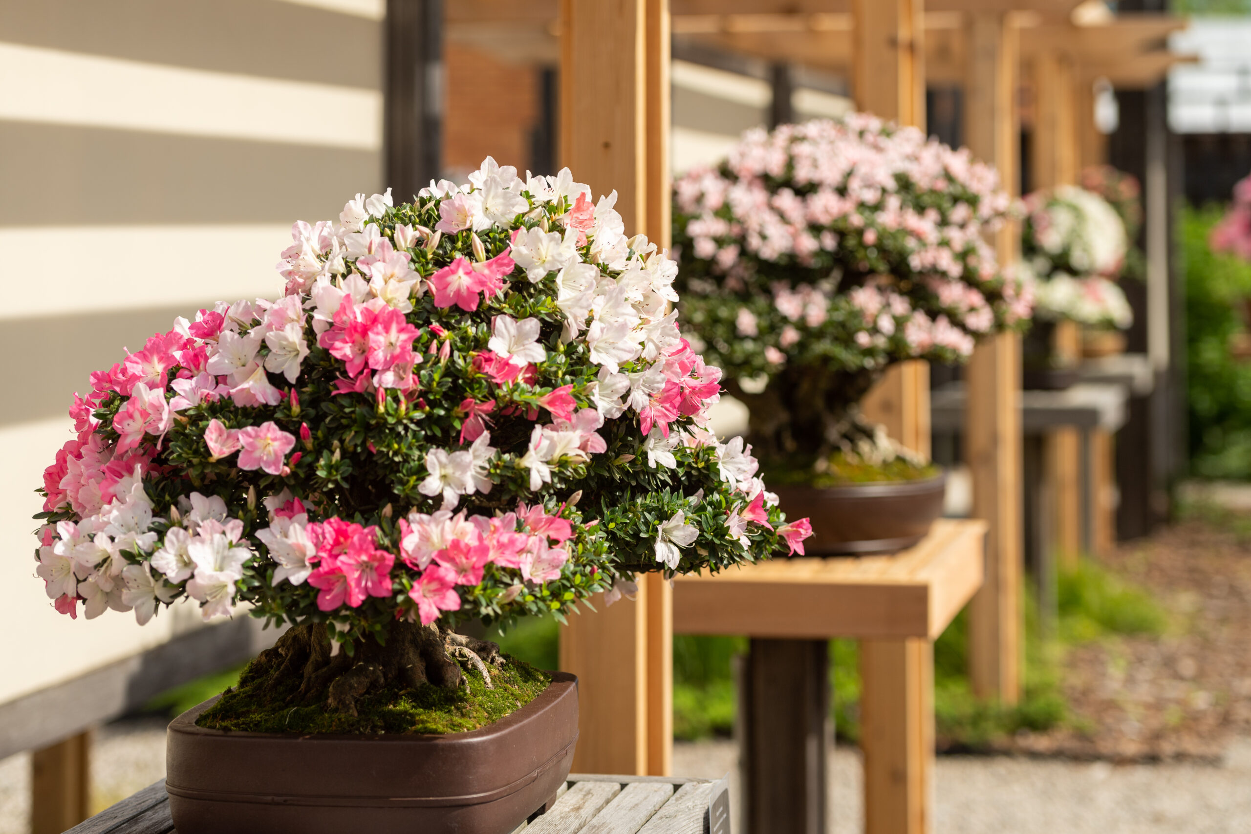 Matthaei Botanical Gardens