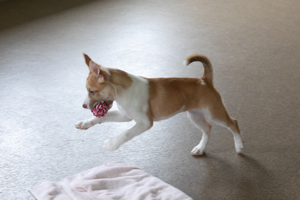 backyard-animals-puppy-at-humane-society-program