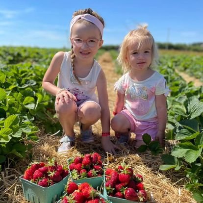 berry picking metro detroit