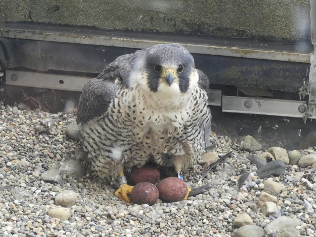 falcon-cams-macomb-county-brookie-cookie-mount-clemens