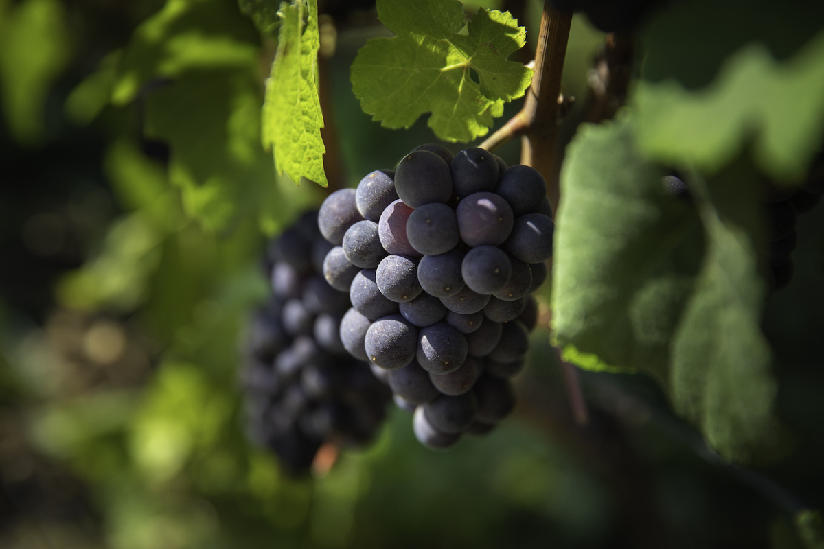 northern-michigan-wine-tour-grape-varietal
